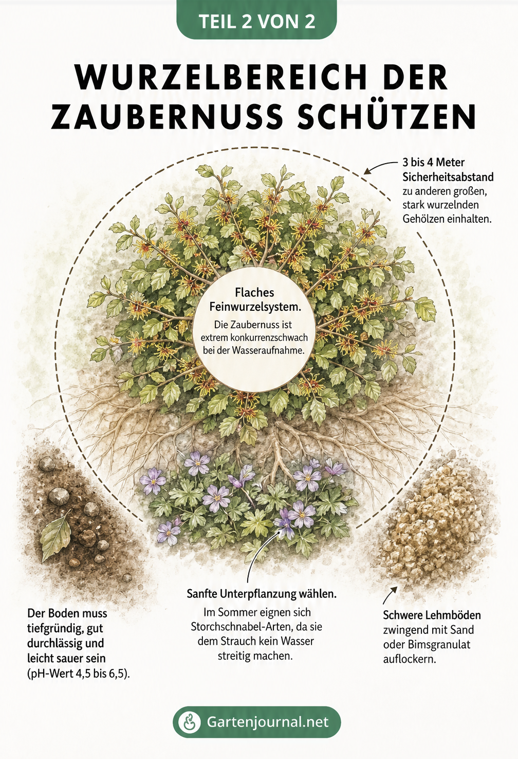 Aufsicht auf die Zaubernuss-Krone und das flache Wurzelwerk mit Maßlinien für den Pflanzabstand