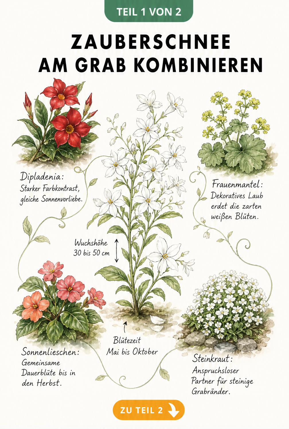 Botanische Illustration des Zauberschnees mit vier passenden Begleitpflanzen für das Grab: Dipladenia, Frauenmantel, Sonnenlieschen und Steinkraut.