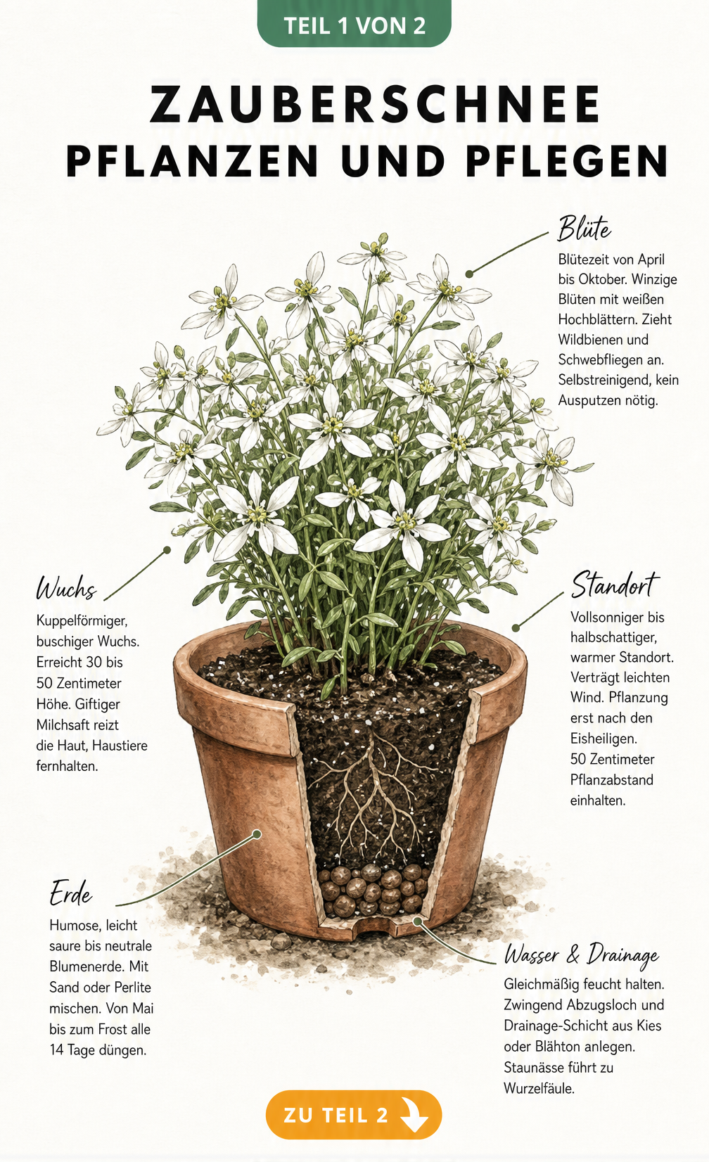 Botanische Illustration eines Zauberschnees im Terrakotta-Topf mit Hinweisen zu Blütezeit, Wuchs, Standort und Erde