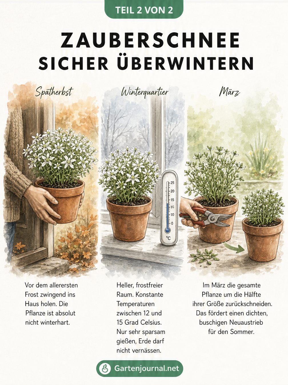 Chronologischer Zeitstrahl zur Überwinterung des Zauberschnees vom Spätherbst über das Winterquartier bis zum Rückschnitt im März