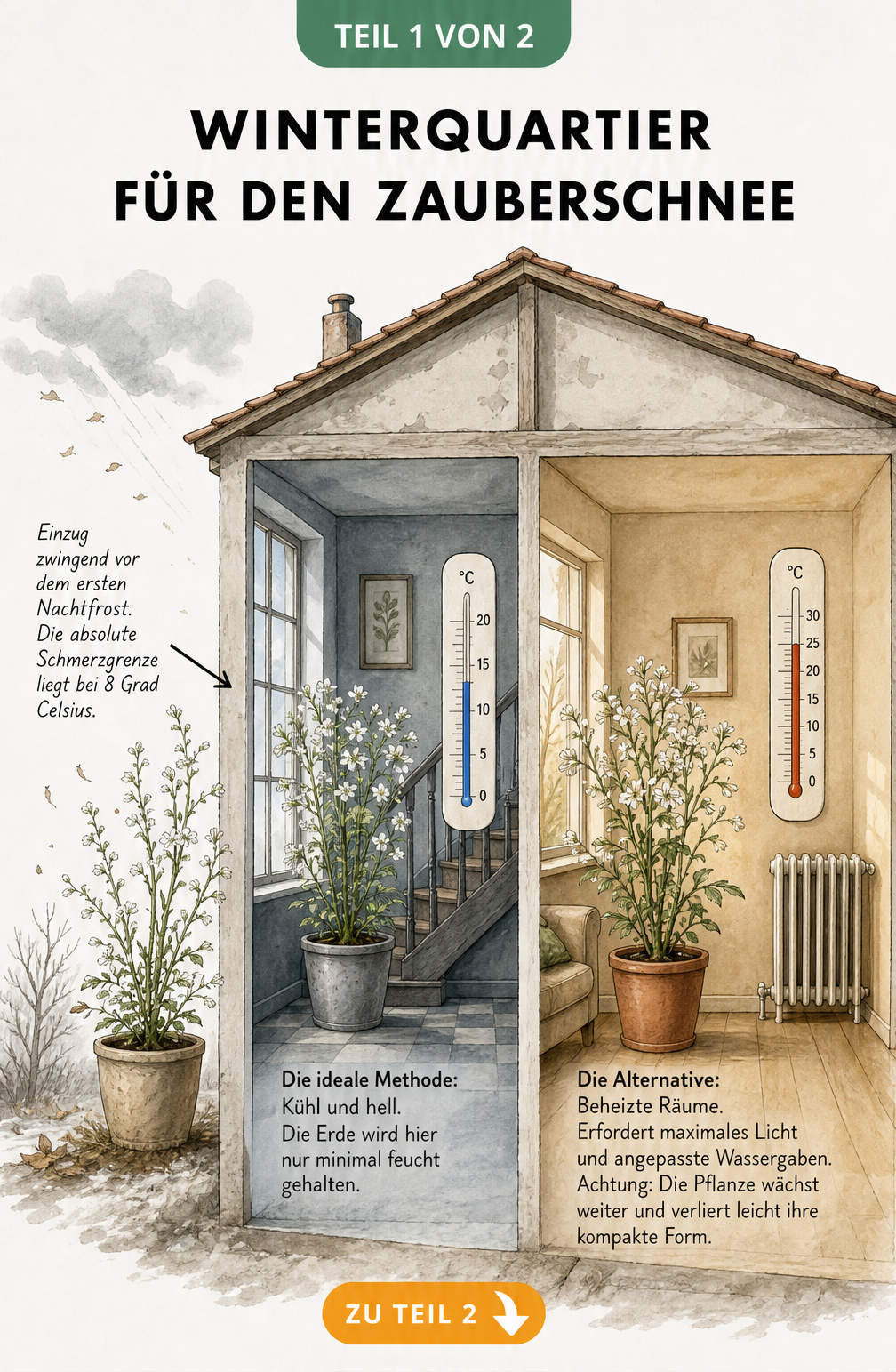 Illustration eines Hauses im Querschnitt, die zwei Methoden zur Überwinterung von Zauberschnee zeigt: kühl im Treppenhaus und warm im Wohnzimmer.