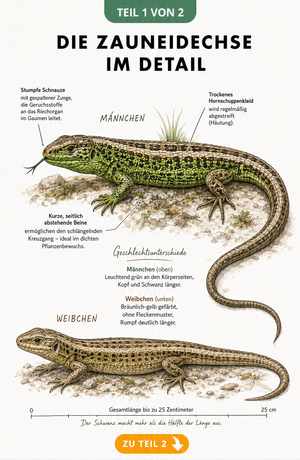 Illustration einer männlichen und weiblichen Zauneidechse mit Beschriftungen zu Körperbau und Geschlechtsunterschieden