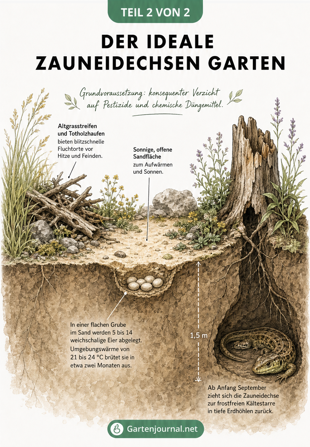 Schnittzeichnung eines naturnahen Gartens mit Zauneidechsen, Totholzhaufen, Sandfläche für die Eiablage und Erdhöhle zur Überwinterung