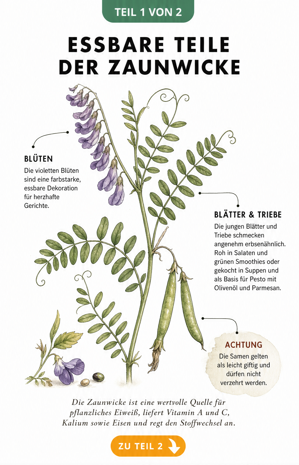 Botanische Illustration der Zaunwicke mit Erklärungen zu essbaren Pflanzenteilen wie Blüten, Blättern und Trieben sowie einem Warnhinweis zu den Samen.