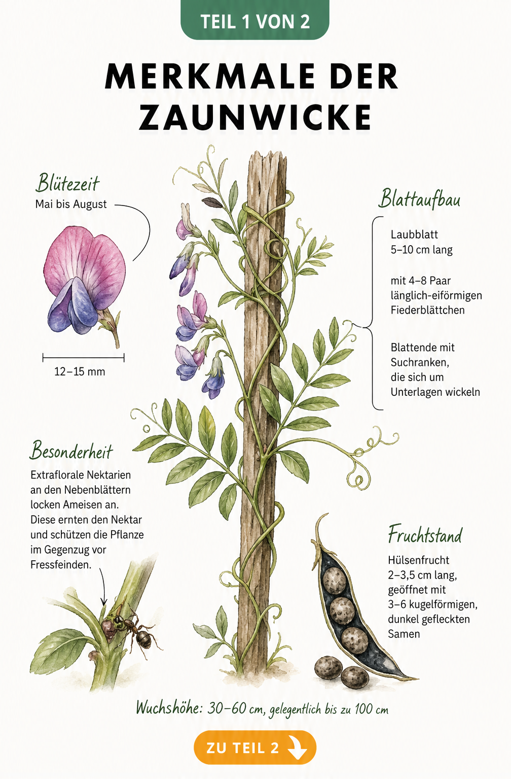Botanische Illustration der Zaunwicke mit Details zu Blüte, Blättern, Nektarien und Samen