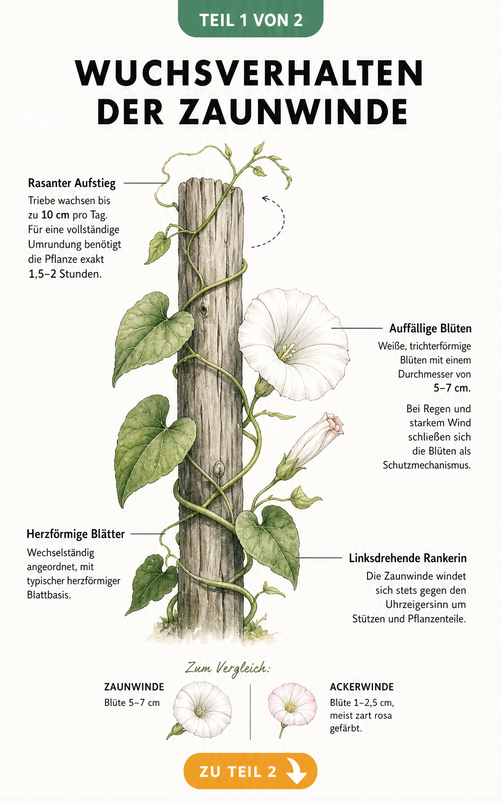 Botanische Illustration der Zaunwinde, die sich gegen den Uhrzeigersinn um einen Holzpfahl rankt, mit Details zu Wuchsgeschwindigkeit und Blütengröße.