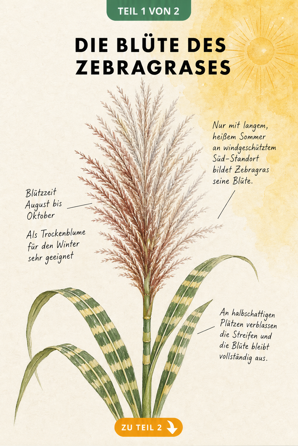 Botanische Illustration einer Zebragras-Blüte mit Hinweisen zu Blütezeit und Standortbedingungen
