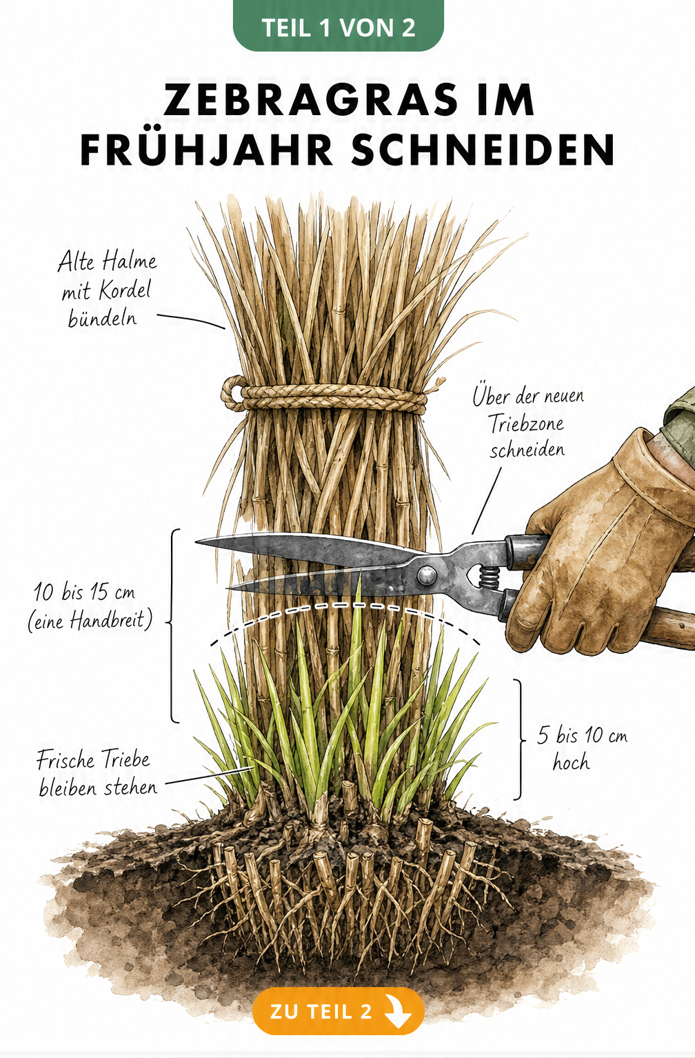 Botanische Illustration eines Zebragras-Horsts im Frühjahr, der mit einer Juteschnur zusammengebunden ist und mit einer Heckenschere auf 10 bis 15 cm...