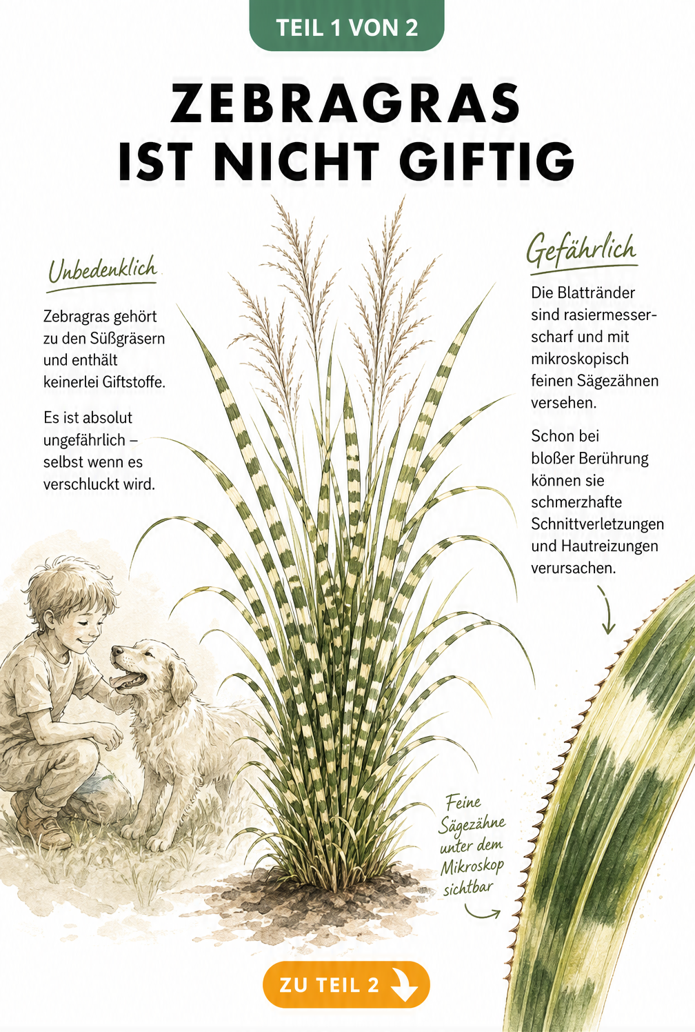Botanische Illustration von Zebragras mit Kind und Hund, die die Unbedenklichkeit zeigt, sowie eine vergrößerte Darstellung der scharfen Blattränder.