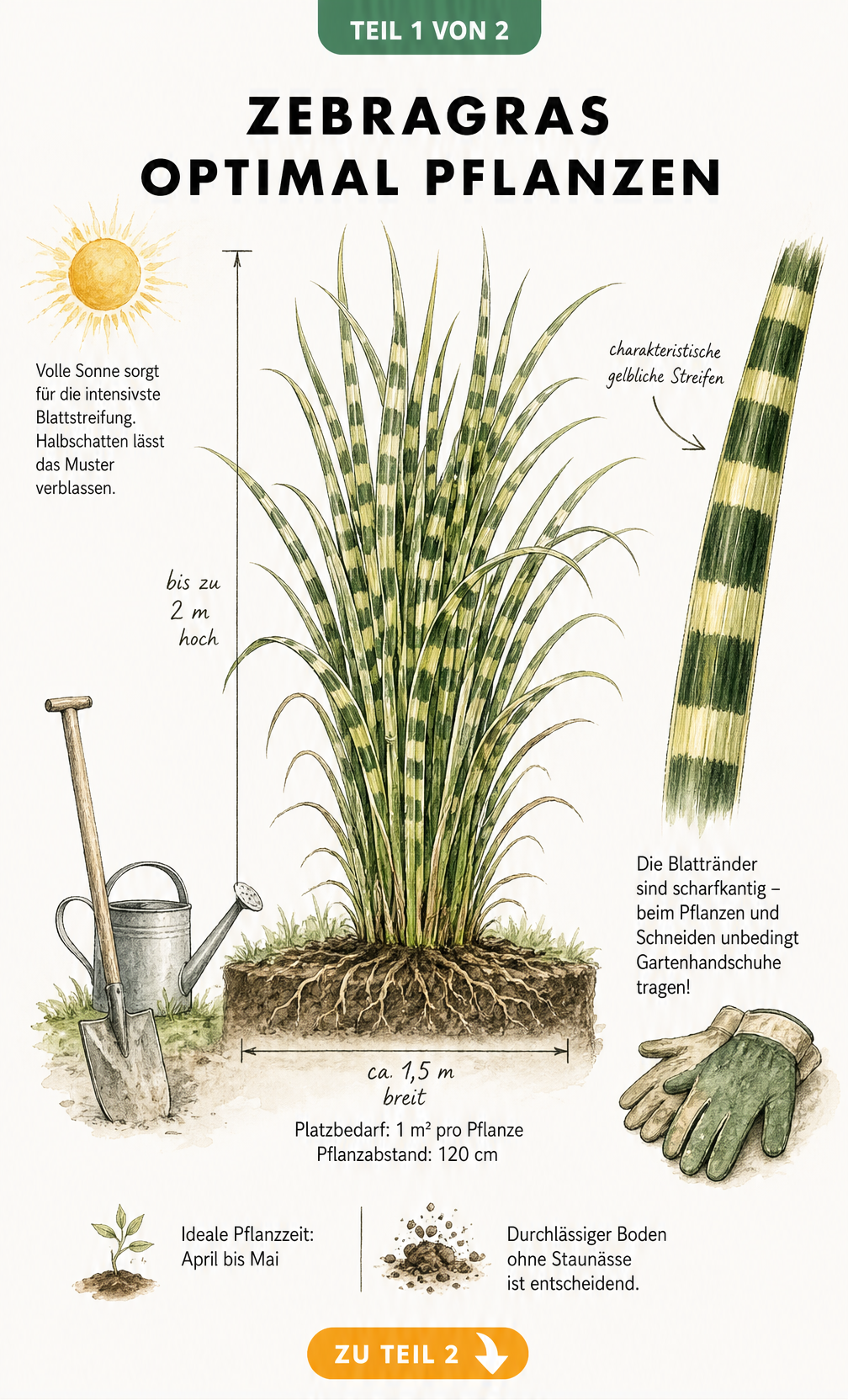 Botanische Zeichnung eines Zebragrases mit Maßangaben zu Wuchshöhe, Breite und Pflanzabstand sowie Hinweisen zu Standort und Boden.