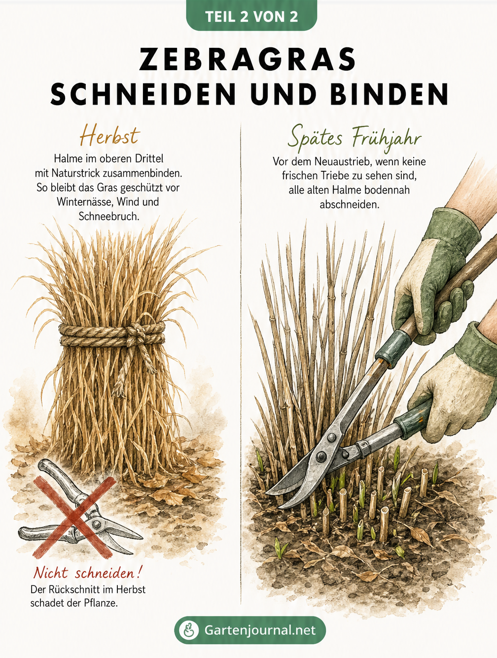 Zweiteilige Illustration zum Zebragras: Links zusammengebundene Halme im Herbst als Winterschutz, rechts der bodennahe Rückschnitt im Frühjahr.