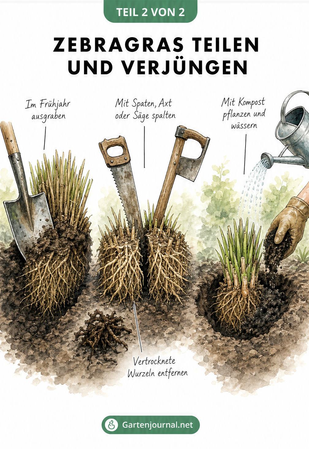 Illustration der Teilung eines Zebragras-Wurzelballens mit Spaten und Säge sowie der anschließenden Neupflanzung mit Kompost.
