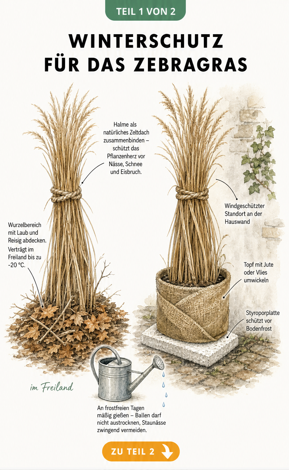 Illustration von zwei Zebragras-Pflanzen im Winter, eine im Freiland mit Laubabdeckung und eine im Kübel mit Juteschutz, beide oben zusammengebunden.
