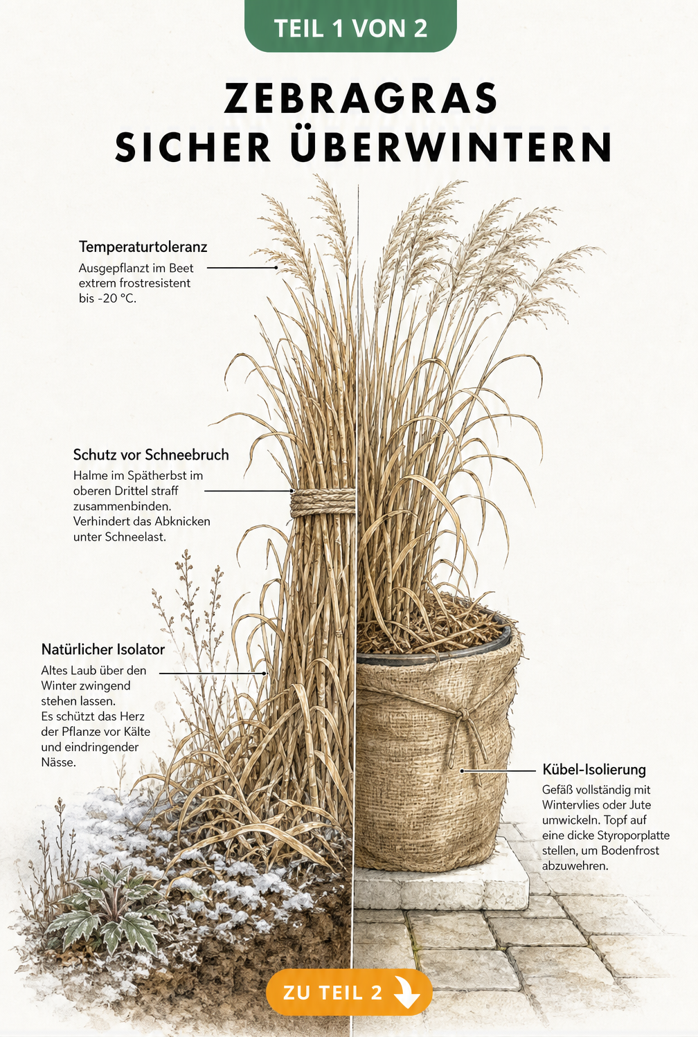 Botanische Illustration eines Zebragrases im Winter, links im Gartenboden, rechts im Pflanzkübel mit Winterschutz.