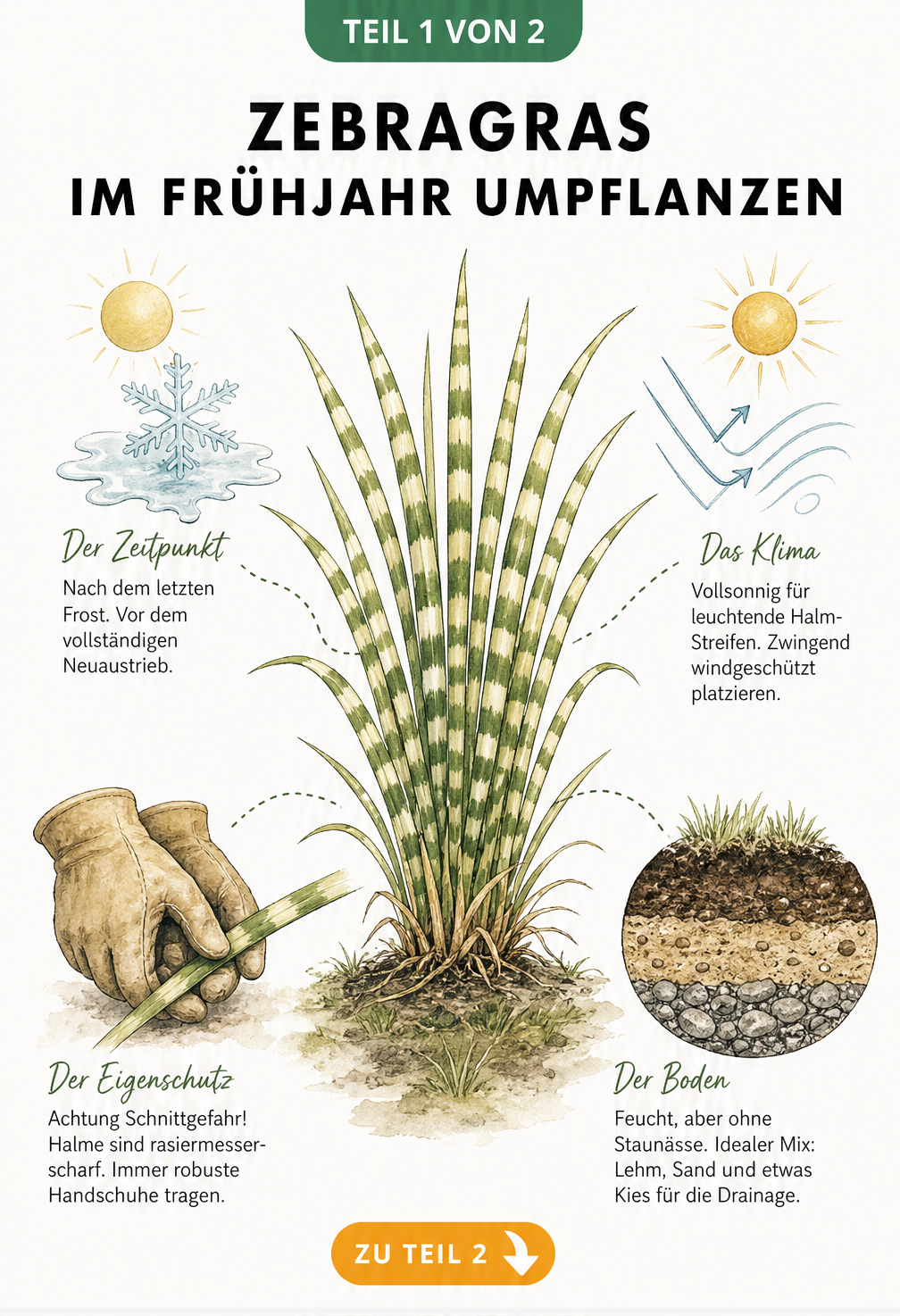 Illustration von Zebragras mit Hinweisen zu Zeitpunkt, Klima, Eigenschutz und Boden beim Umpflanzen