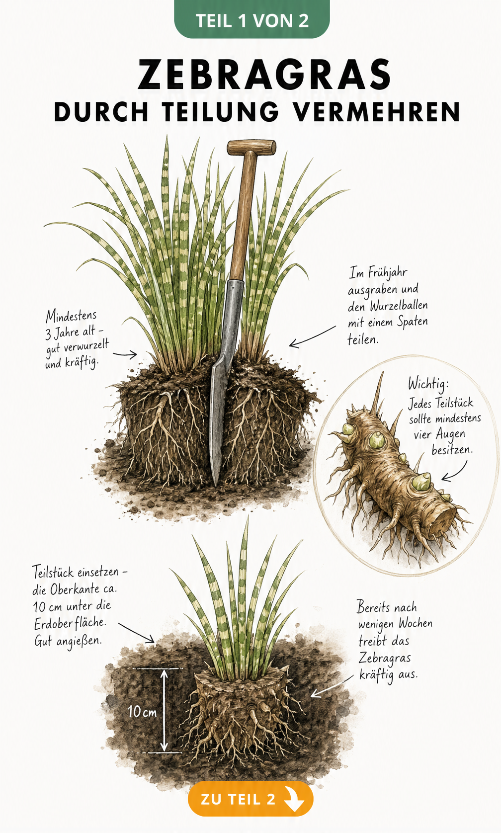 Botanische Lehrtafel zur Teilung von Zebragras mit Spaten und Wurzelstücken