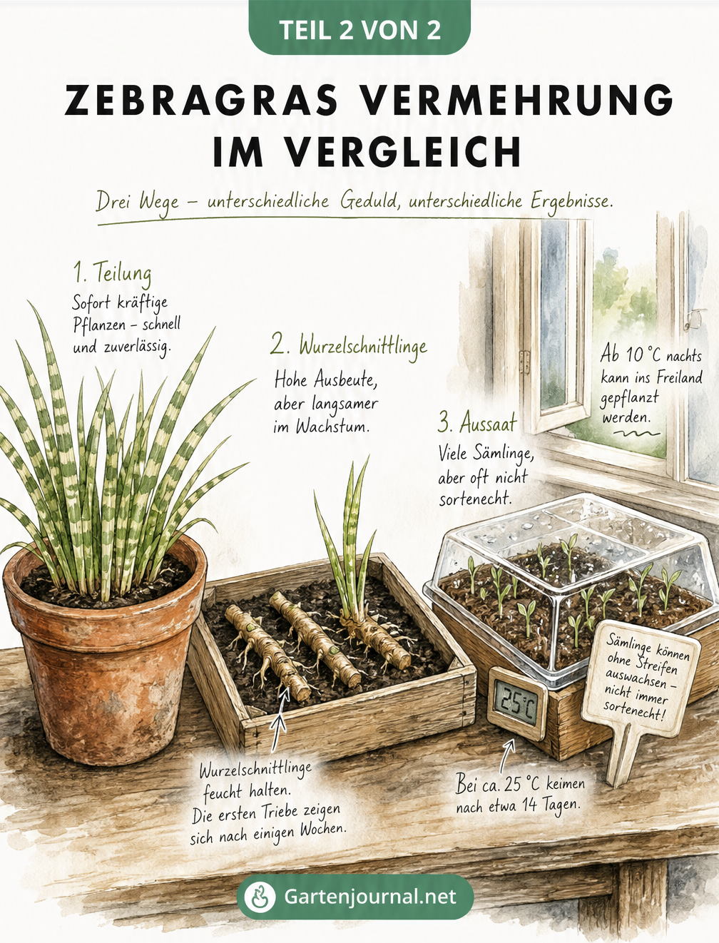 Vergleich der Vermehrungsmethoden für Zebragras auf einem Pflanztisch