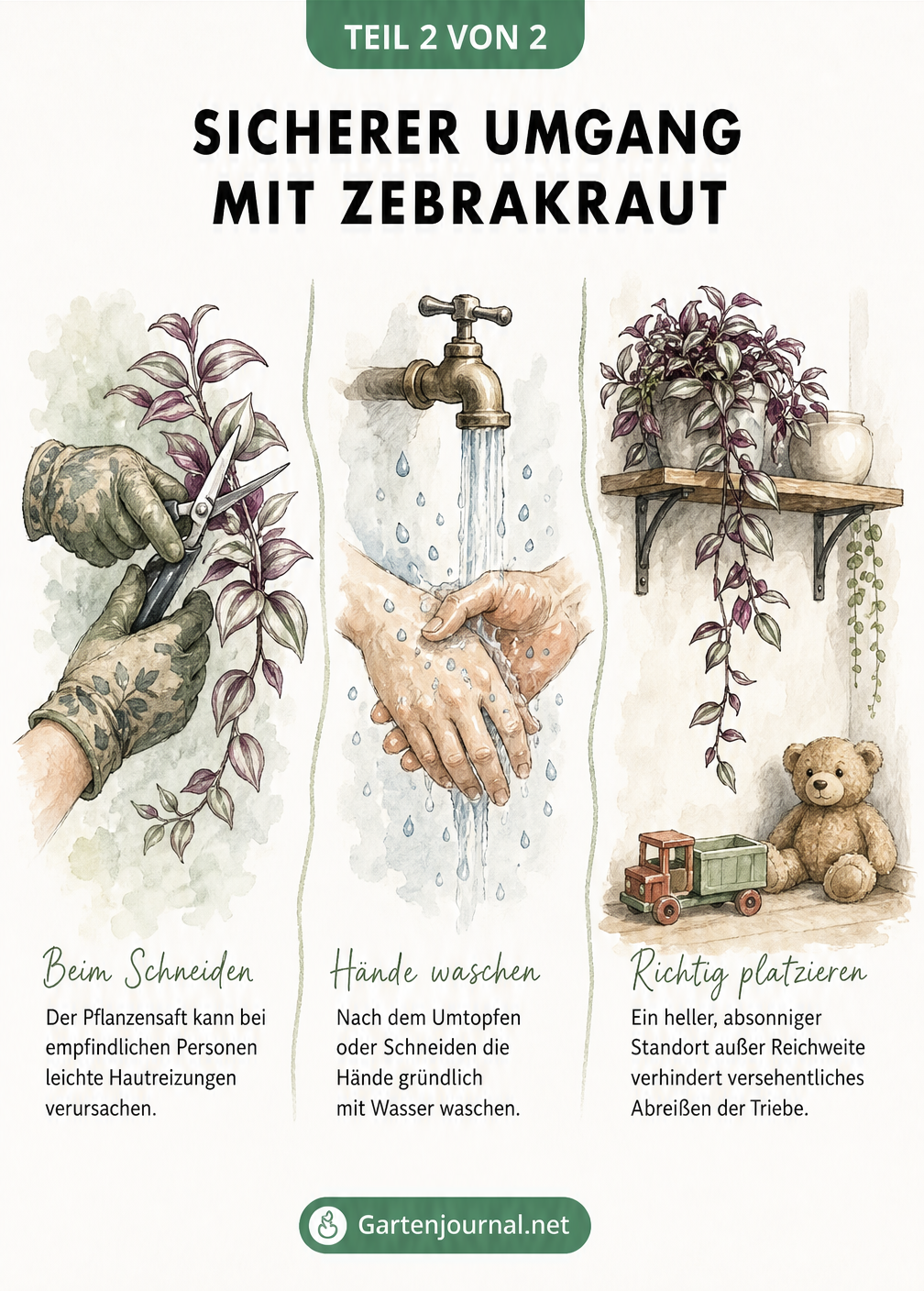 Drei Szenen zum sicheren Umgang mit Zebrakraut: Handschuhe beim Schneiden, Händewaschen und ein sicherer Standort auf einem Wandregal
