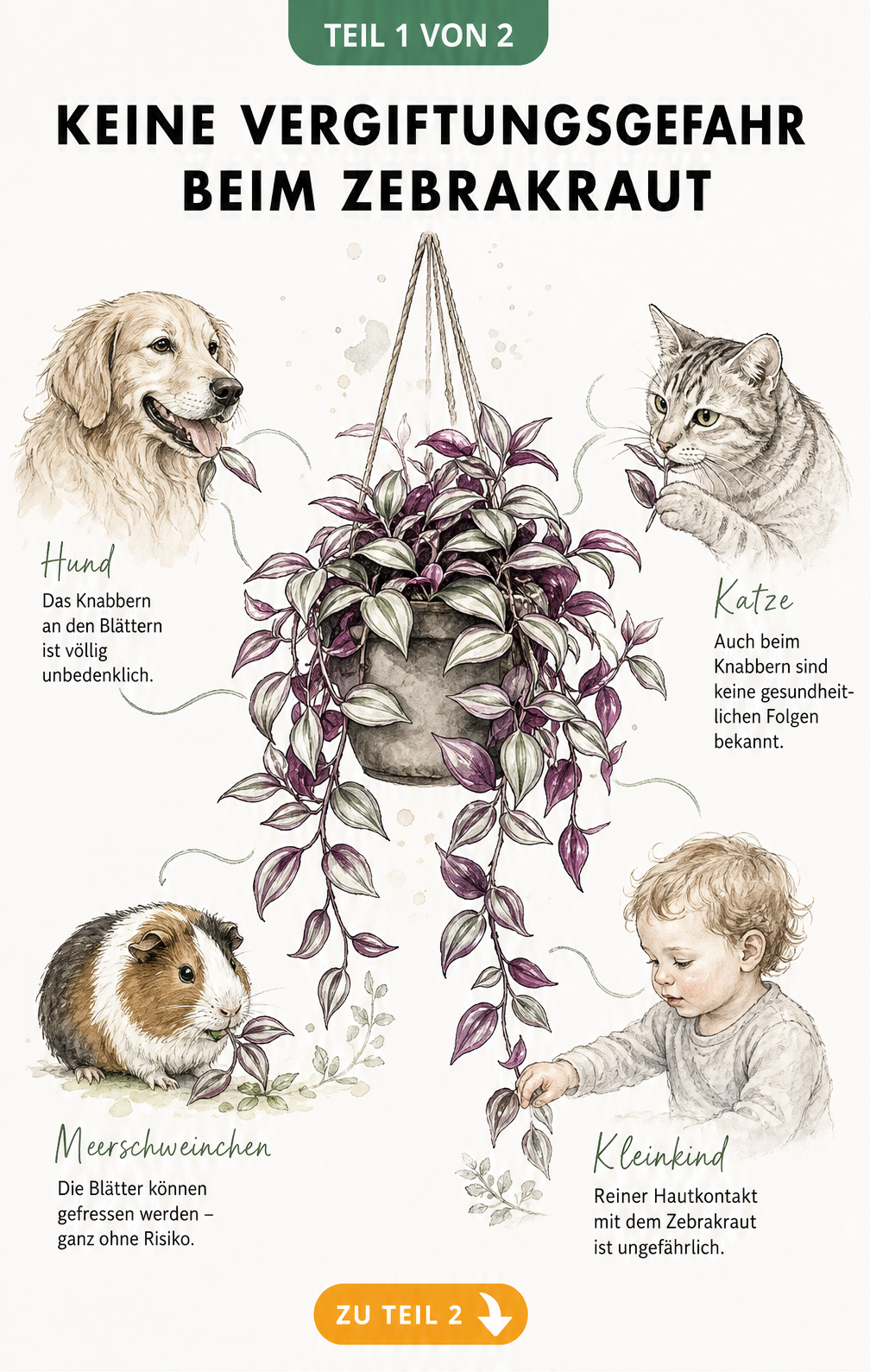 Botanische Illustration eines Zebrakrauts im Topf mit Porträts von Hund, Katze, Meerschweinchen und Kleinkind, die Unbedenklichkeit signalisieren