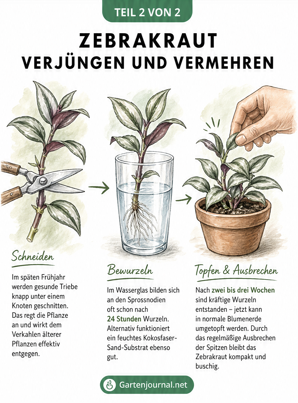 Skizze zur Vermehrung von Zebrakraut durch Stecklinge im Wasserglas und Einpflanzen in einen Terrakottatopf
