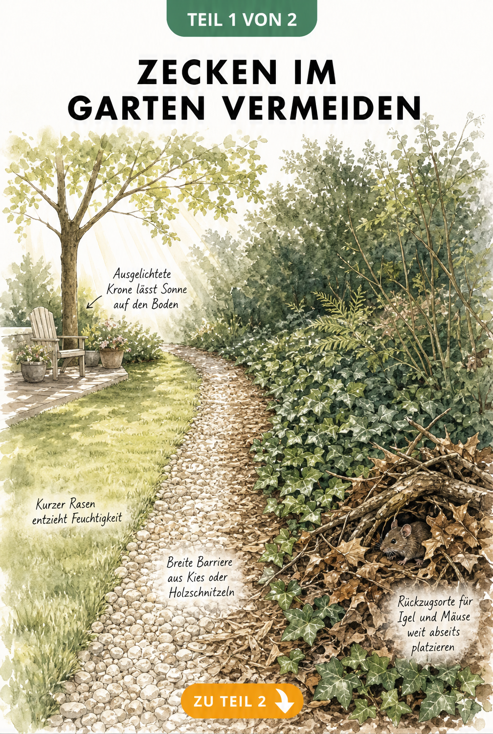 Illustration eines Gartens mit kurzem Rasen, Kiesweg und Laubhaufen als Maßnahmen gegen Zecken