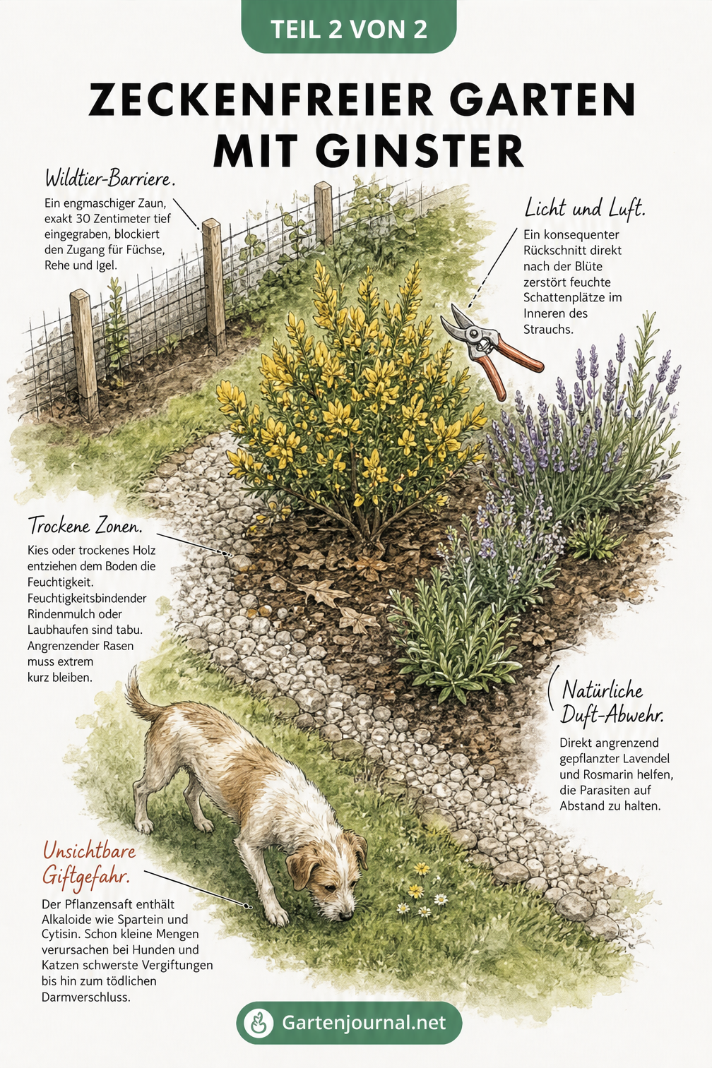 Gartenbau-Skizze eines Beetes mit Ginster, die Präventionsmaßnahmen wie Wildtier-Barrieren, trockene Zonen, Lavendel als Duft-Abwehr und eine Warnung vor der...
