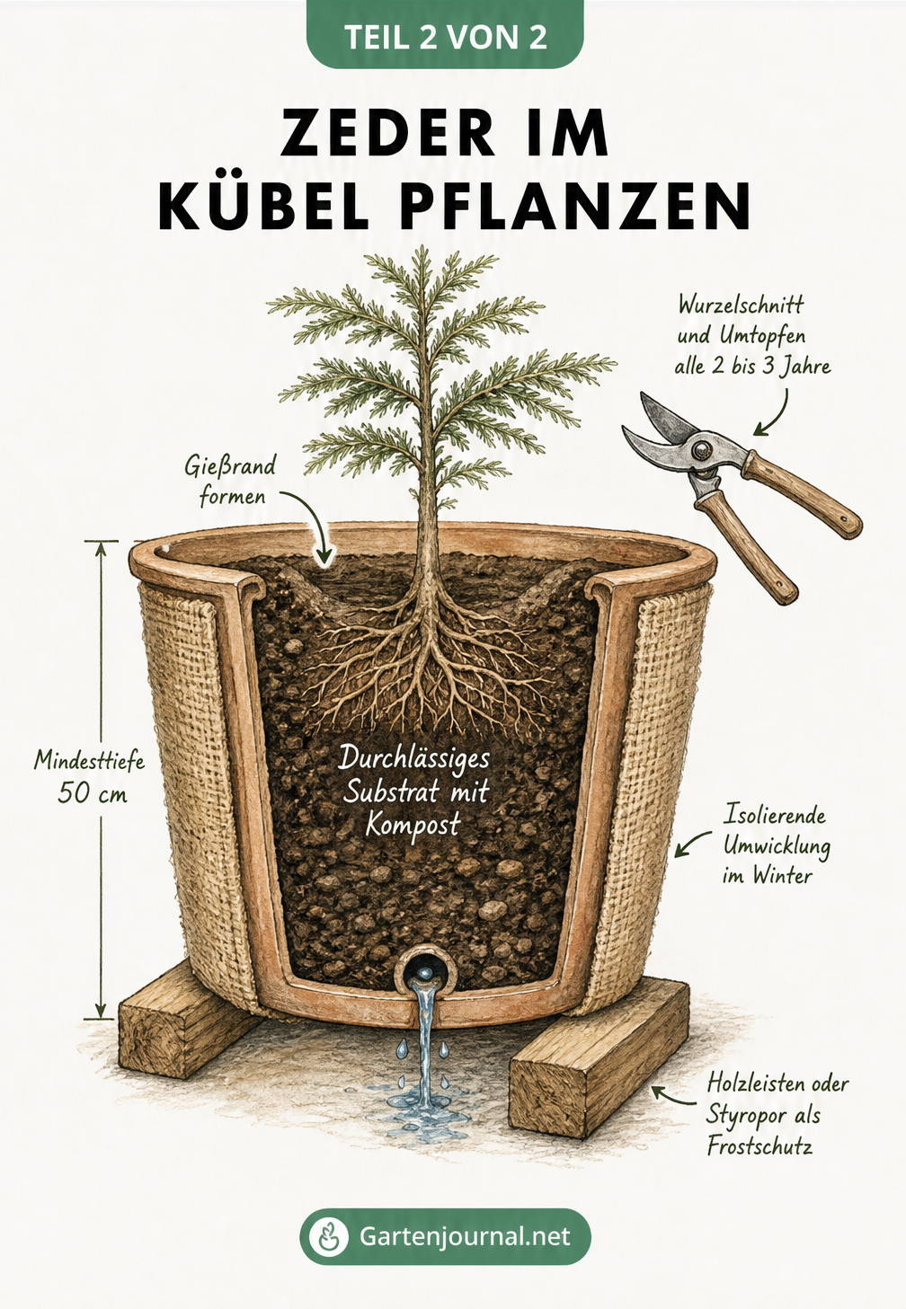 Querschnitt eines Pflanzkübels mit einer jungen Zeder, Drainageschicht und Winterschutz
