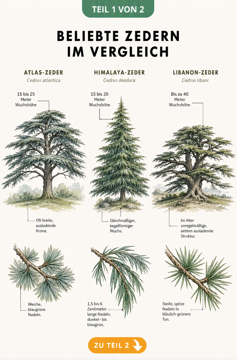 Botanische Illustration der Atlas-Zeder, Himalaya-Zeder und Libanon-Zeder mit Wuchshöhe, Kronenform und Nadeldetails