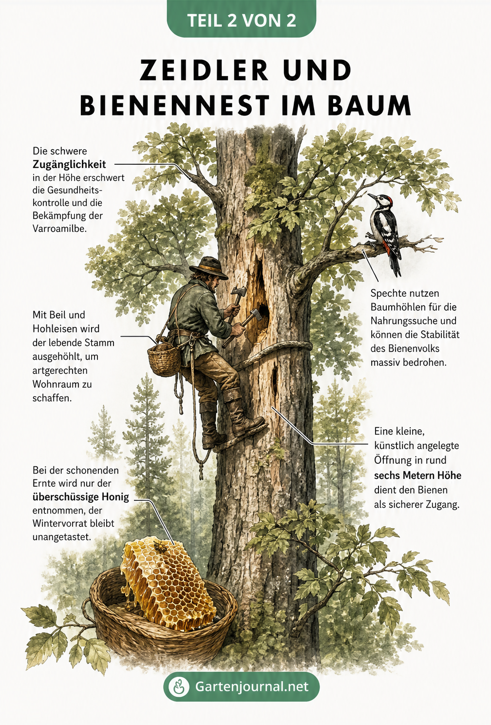 Zeidler bei der Arbeit an einem alten Baumstamm in einer Waldszene