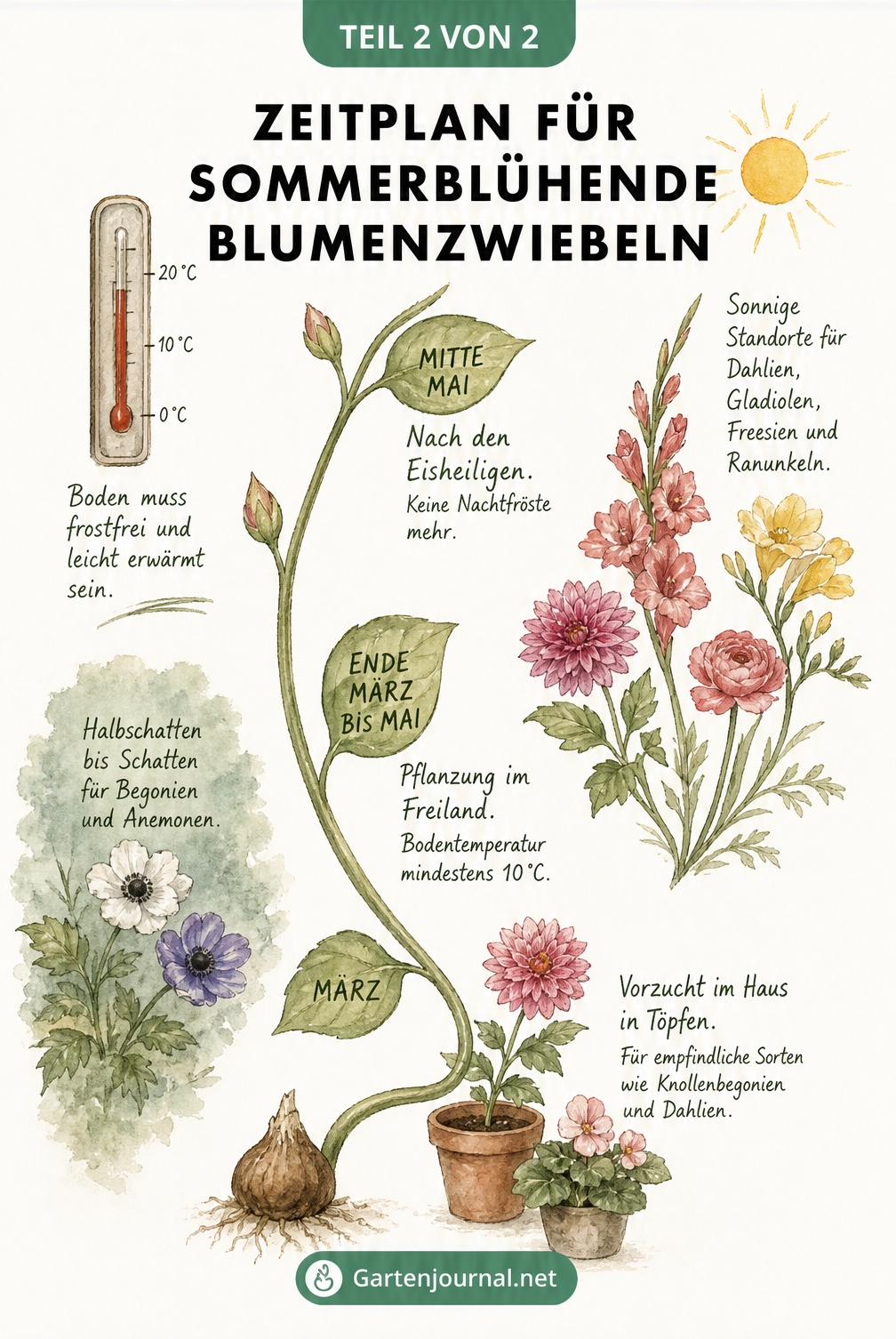 Zeitplan für sommerblühende Blumenzwiebeln von März bis Mai mit Temperaturvorgaben und Standortbedingungen.