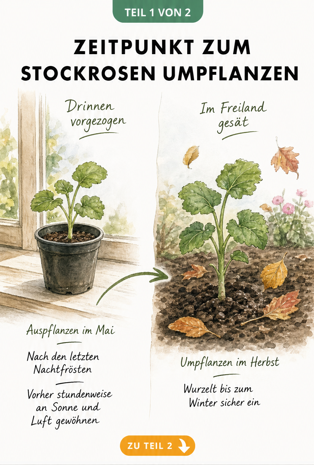 Illustration von zwei Stockrosen, die den Unterschied zwischen drinnen vorgezogenen und im Freiland gesäten Pflanzen beim Umpflanzen zeigt.
