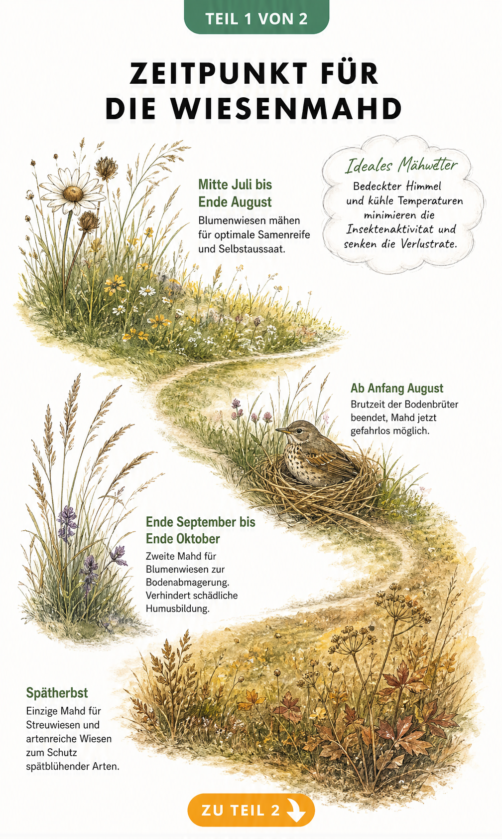 Botanischer Kalender zeigt die optimalen Zeitpunkte für die Wiesenmahd von Sommer bis Spätherbst