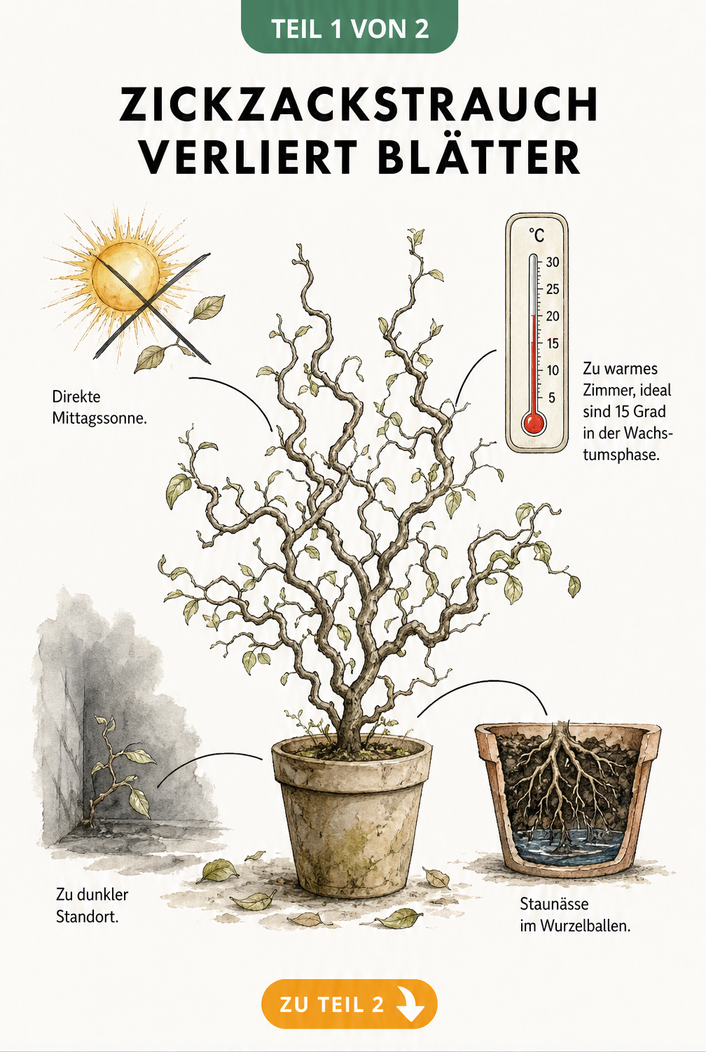 Botanische Illustration eines Zickzackstrauchs, der Blätter verliert, mit Erklärungen zu Stressfaktoren wie Hitze, direkter Sonne, Lichtmangel und Staunässe.