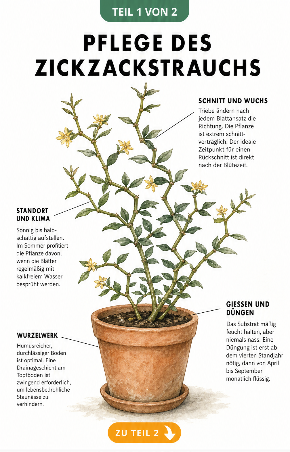 Botanische Illustration eines Zickzackstrauchs im Tontopf mit Hinweisen zu Schnitt, Standort, Gießen und Wurzelwerk
