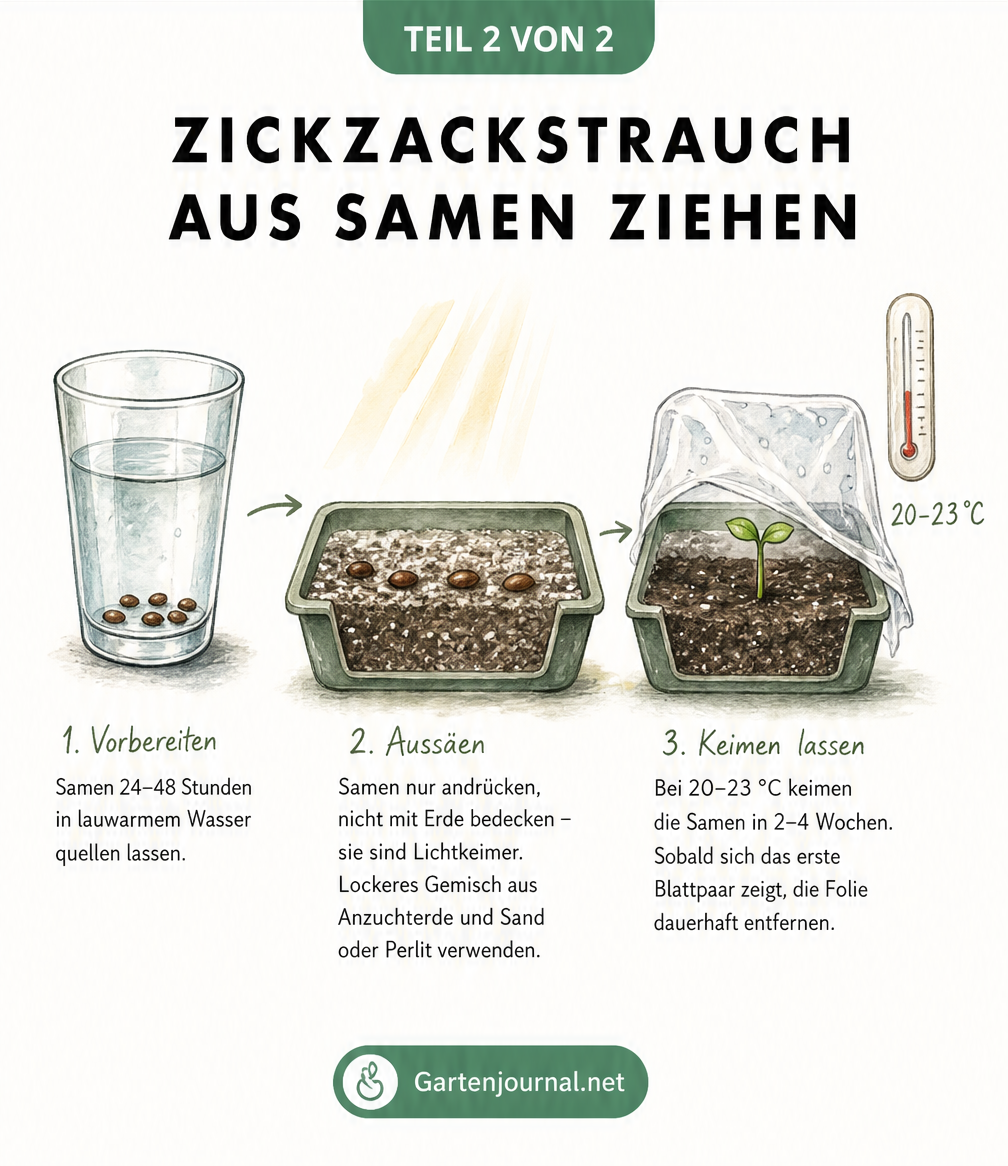 Illustration der Zickzackstrauch-Aussaat: Samen im Wasserglas, Querschnitt des Pflanzgefäßes mit Lichtkeimern und keimender Sämling unter Folie.