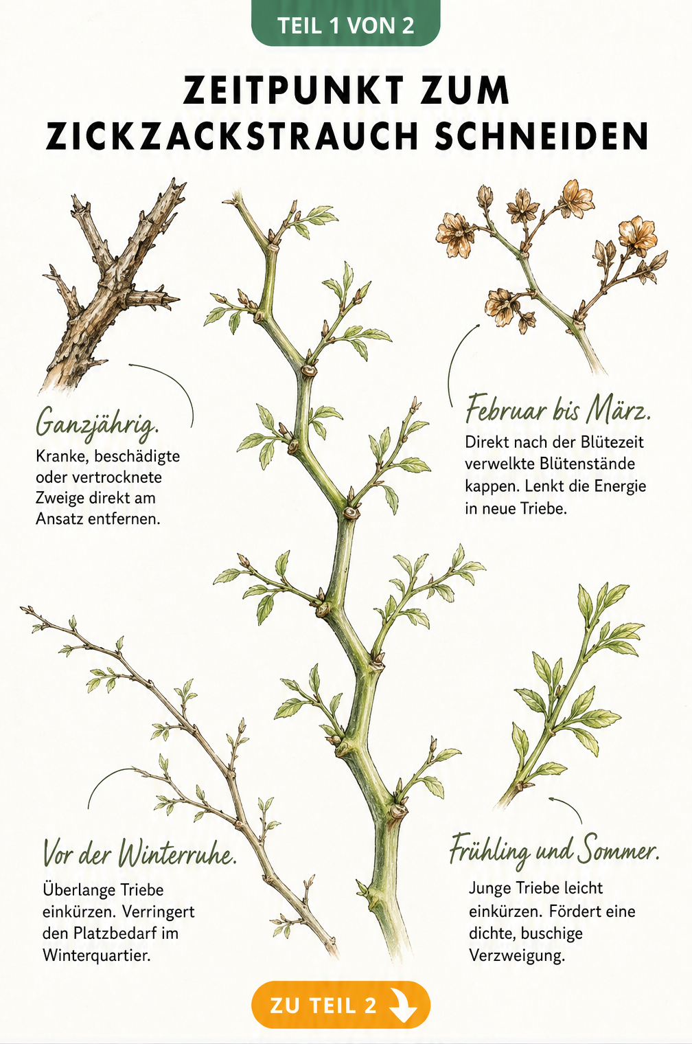 Botanische Illustration eines Zickzackstrauchs mit Details zu den Schnittzeitpunkten im Jahresverlauf