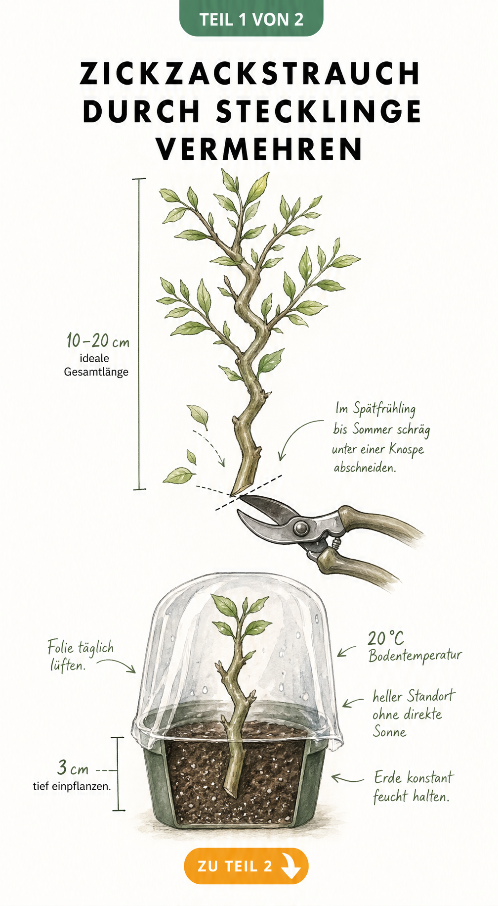 Botanische Illustration eines Zickzackstrauch-Stecklings mit Maßlinie, Gartenschere und Querschnitt im Anzuchttopf unter Folienhaube.