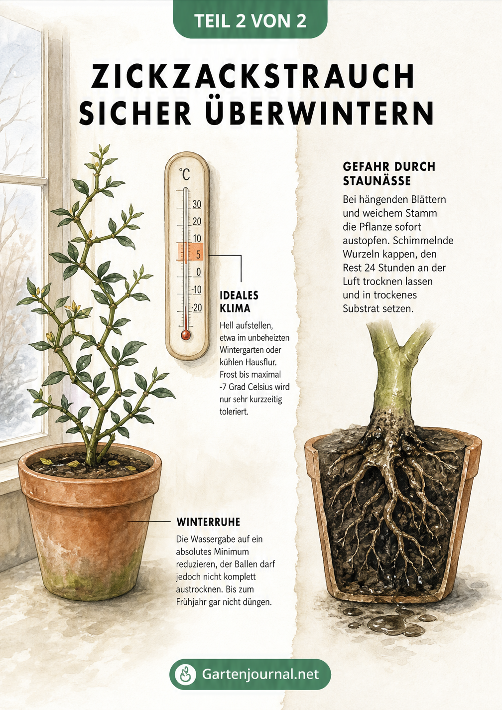 Aquarell-Illustration eines Zickzackstrauchs im Winterquartier bei 5 bis 10 Grad und Querschnitt eines Topfes mit Wurzelfäule durch Staunässe