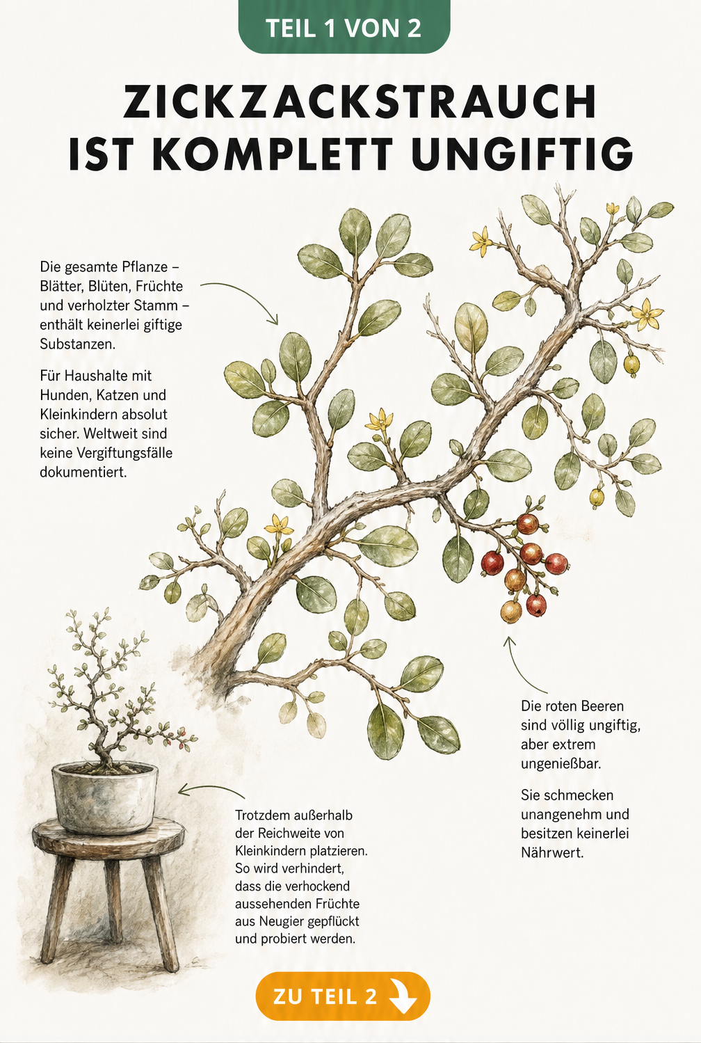 Botanische Illustration des Zickzackstrauchs mit Blättern, Blüten und roten Beeren, die seine Ungiftigkeit für Kinder und Haustiere erklärt