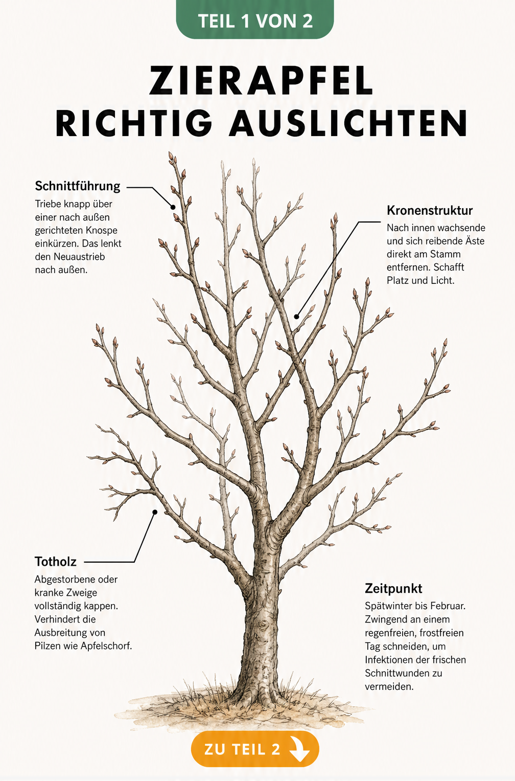 Botanische Illustration eines Zierapfel-Astsystems im Winter mit Anleitungen zum Auslichten, Schnittführung und Entfernen von Totholz.