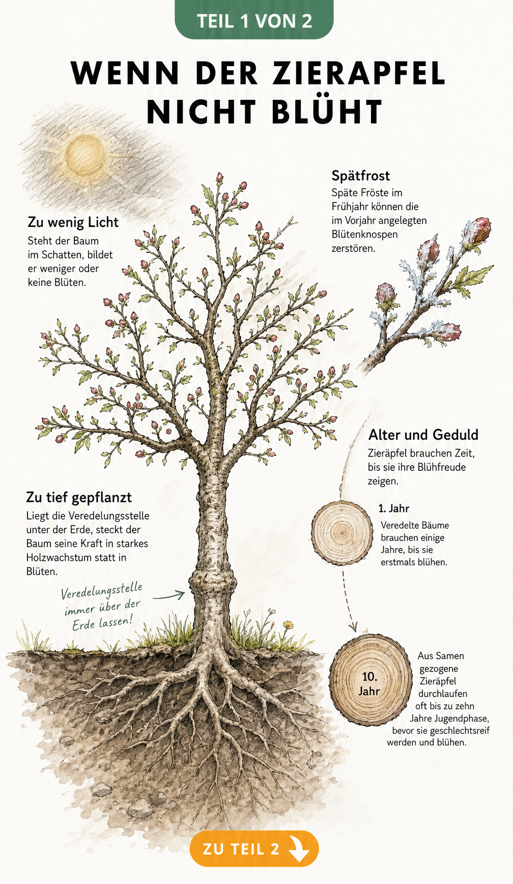 Botanische Illustration eines Zierapfelbaums, die Ursachen für fehlende Blüten wie Lichtmangel, Frost, zu tiefe Pflanzung und das Alter des Baumes zeigt.