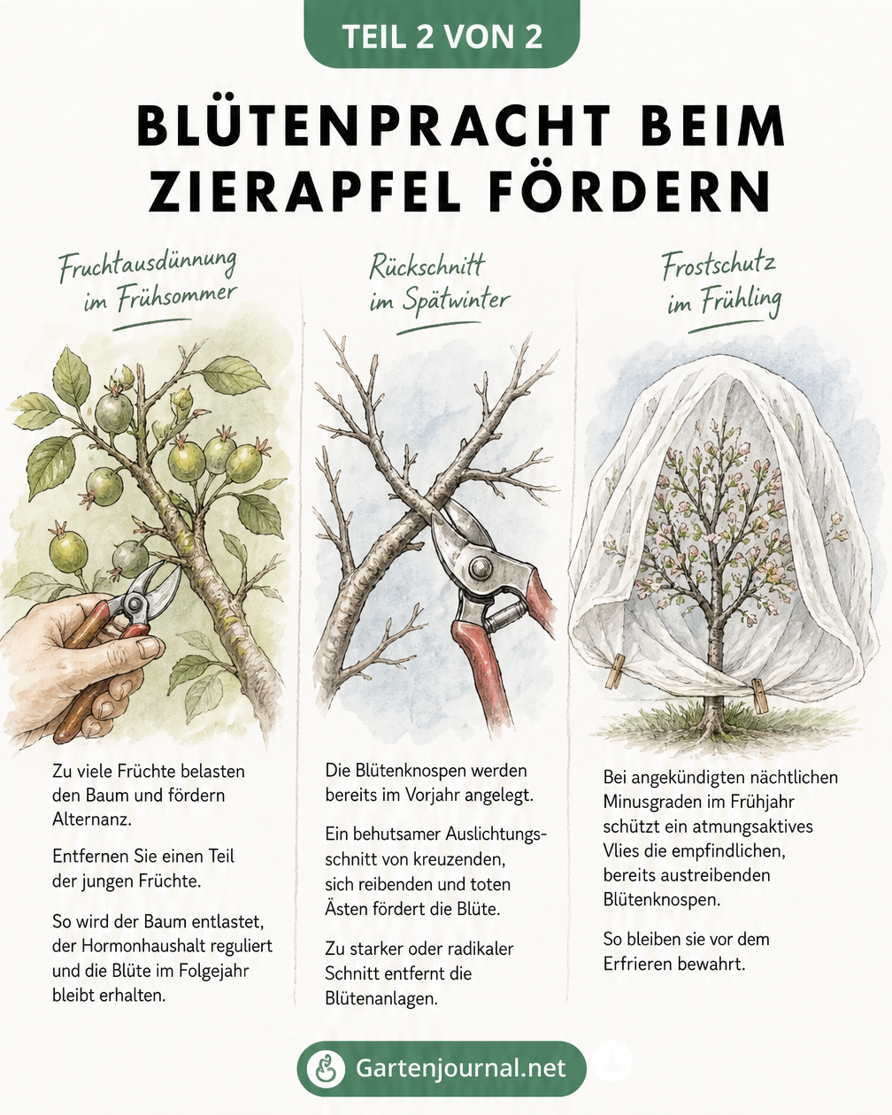 Aquarell-Zeichnung mit drei Tipps zur Förderung der Zierapfel-Blüte: Fruchtausdünnung gegen Alternanz, richtiger Rückschnitt und Frostschutz mit Vlies.