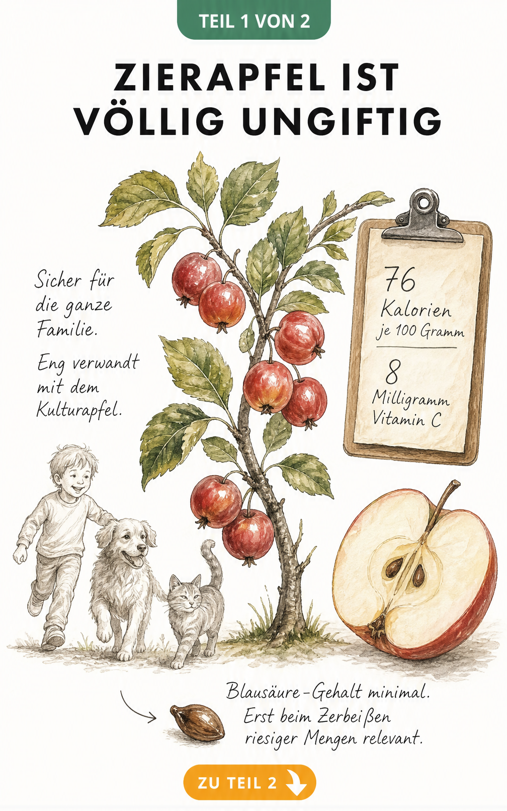 Botanische Illustration eines Zierapfelzweigs mit Früchten, daneben Umrisse von Kind, Hund und Katze sowie Nährwertangaben
