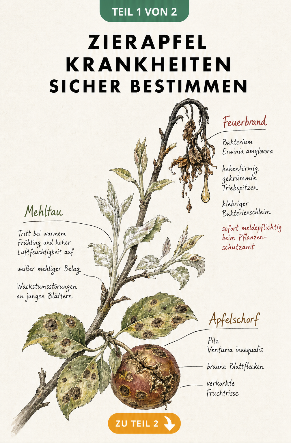 Botanische Illustration eines Zierapfelzweigs mit Schadbildern von Apfelschorf, Mehltau und Feuerbrand