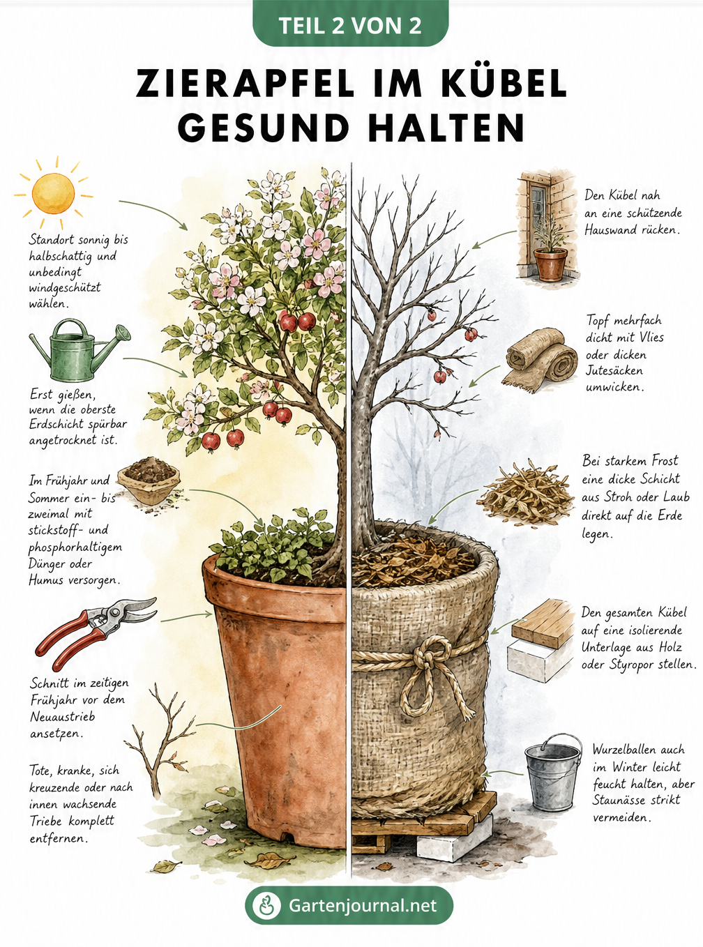 Zierapfelbaum im Kübel, geteilt in Sommer- und Winteransicht mit Pflegetipps