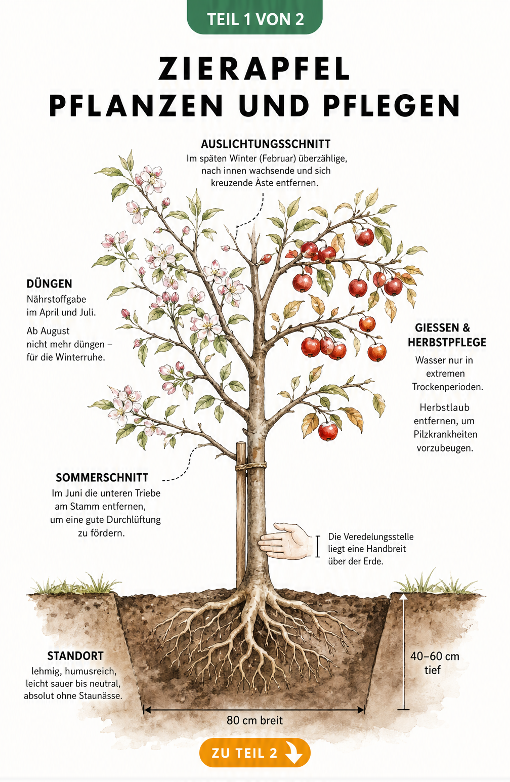 Querschnitt-Illustration eines jungen Zierapfelbaums mit Pflanzloch, Wurzeln, Blüten, Früchten und Pflegehinweisen