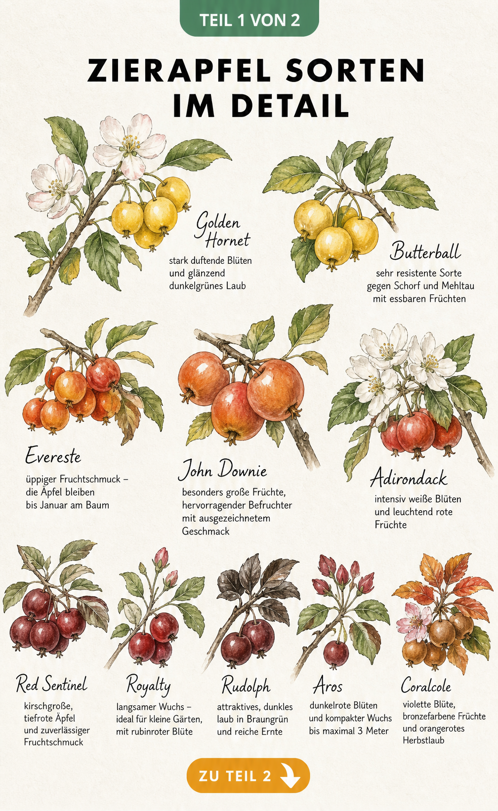 Botanische Illustration verschiedener Zierapfel-Sorten gruppiert nach Fruchtfarbe mit Blüten und Blättern