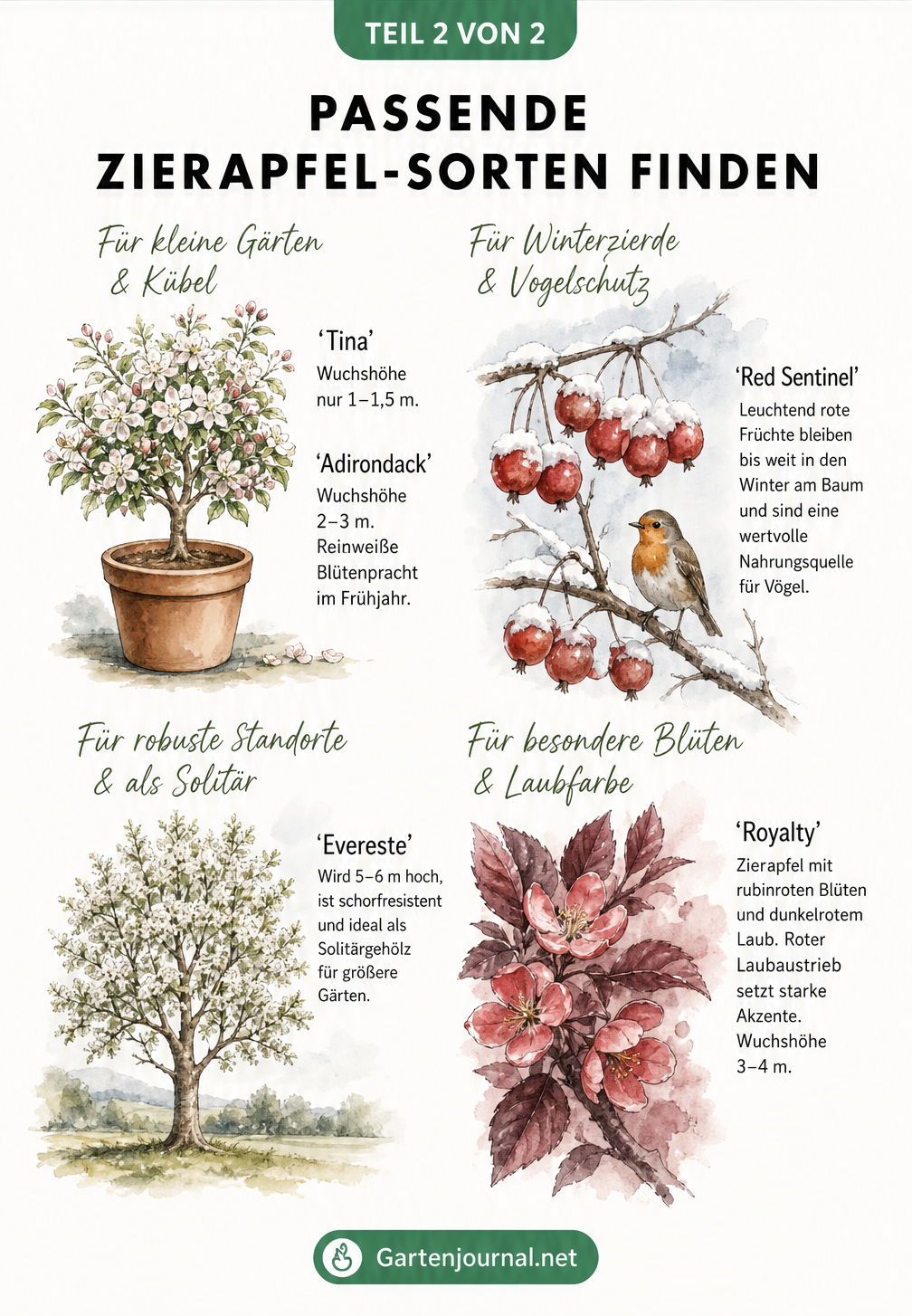 Aquarell-Übersicht von vier Zierapfel-Sorten: Tina, Red Sentinel, Evereste und Royalty mit ihren Merkmalen
