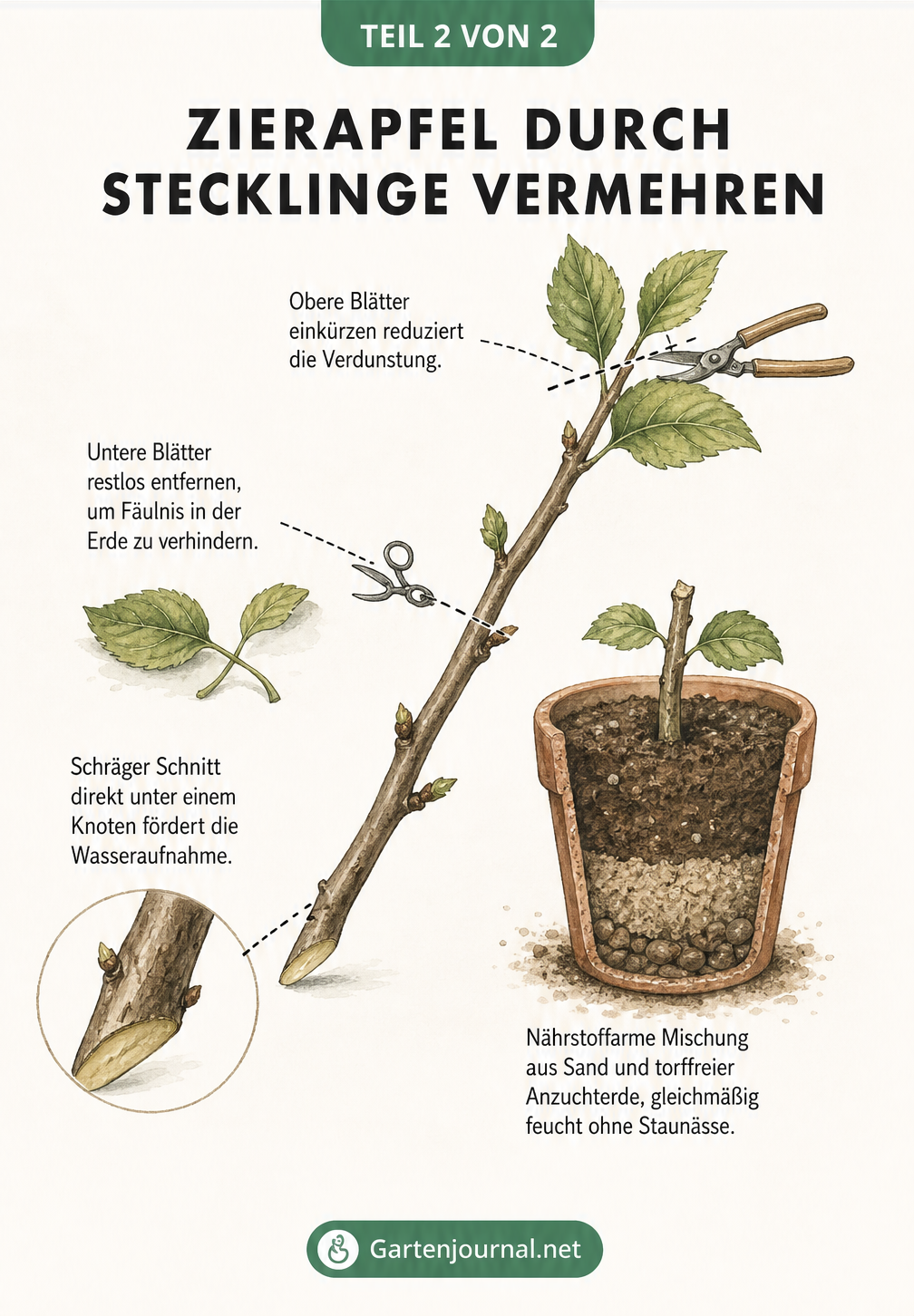 Detailzeichnung eines Zierapfel-Stecklings mit Markierungen für den schrägen Schnitt unter einem Knoten, das Entfernen der unteren Blätter und das Einkürzen...