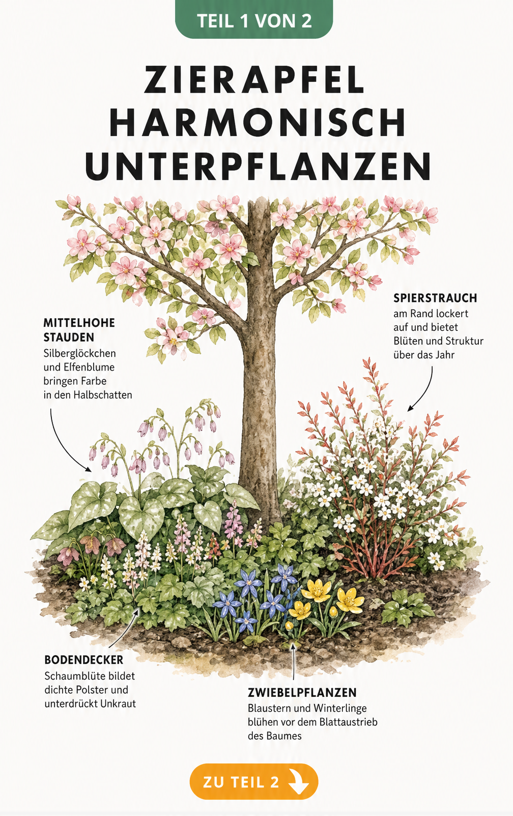 Botanische Illustration einer Zierapfel-Unterpflanzung mit Zwiebelpflanzen, Bodendeckern und Stauden